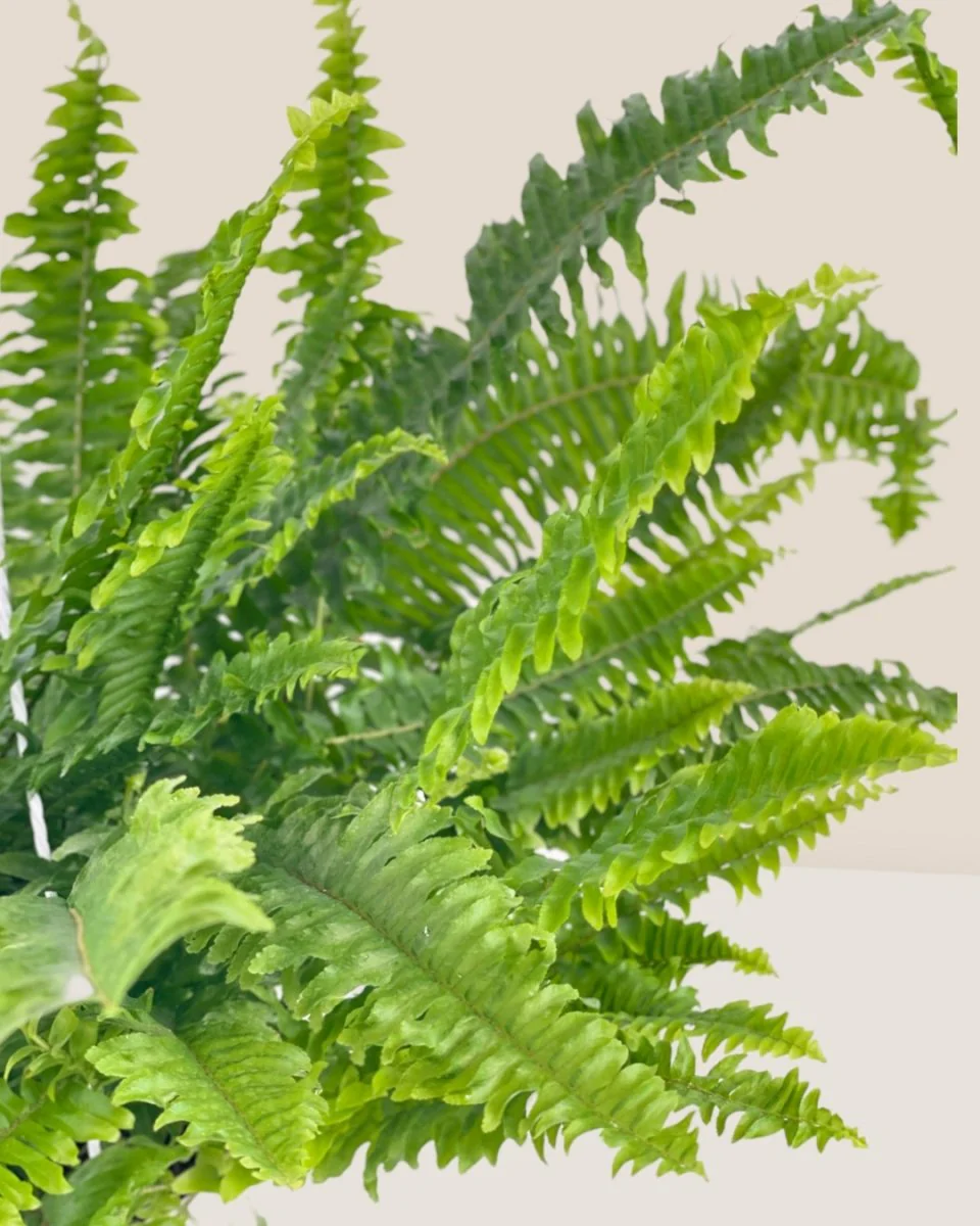 Boston Fern Plant - Image 10