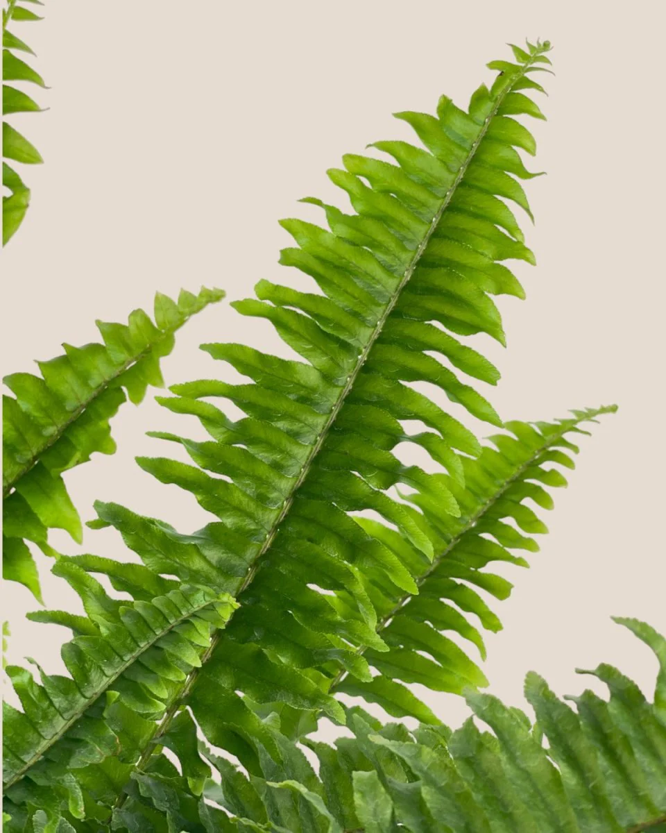Boston Fern Plant - Image 11