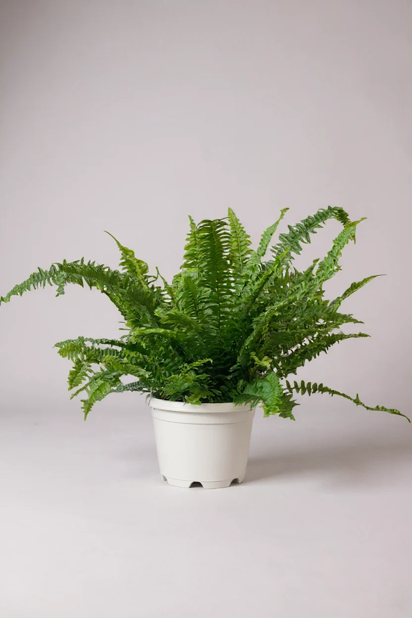 Boston Fern Plant - Image 5