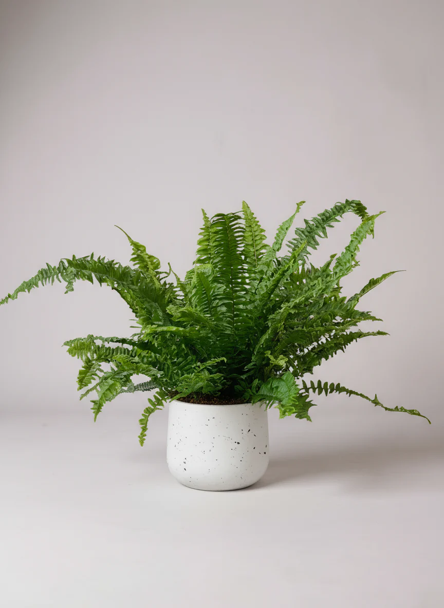 Boston Fern Plant - Image 6