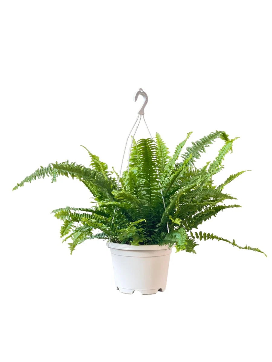 Boston Fern Plant - Image 7