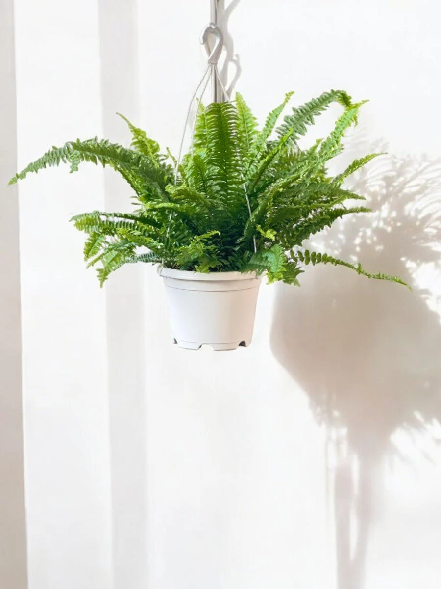 Boston Fern Plant - Image 8