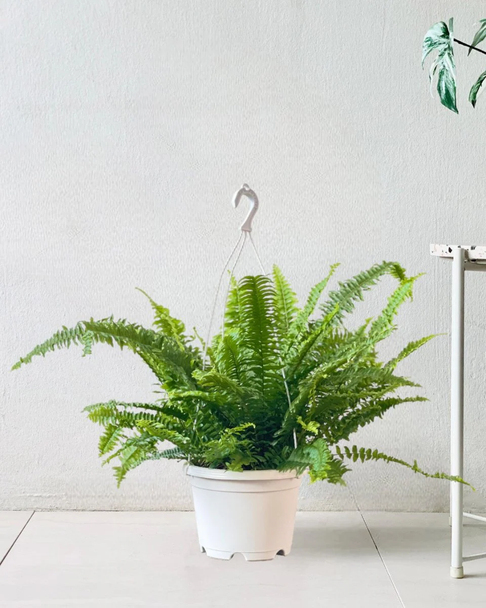 Boston Fern Plant - Image 9