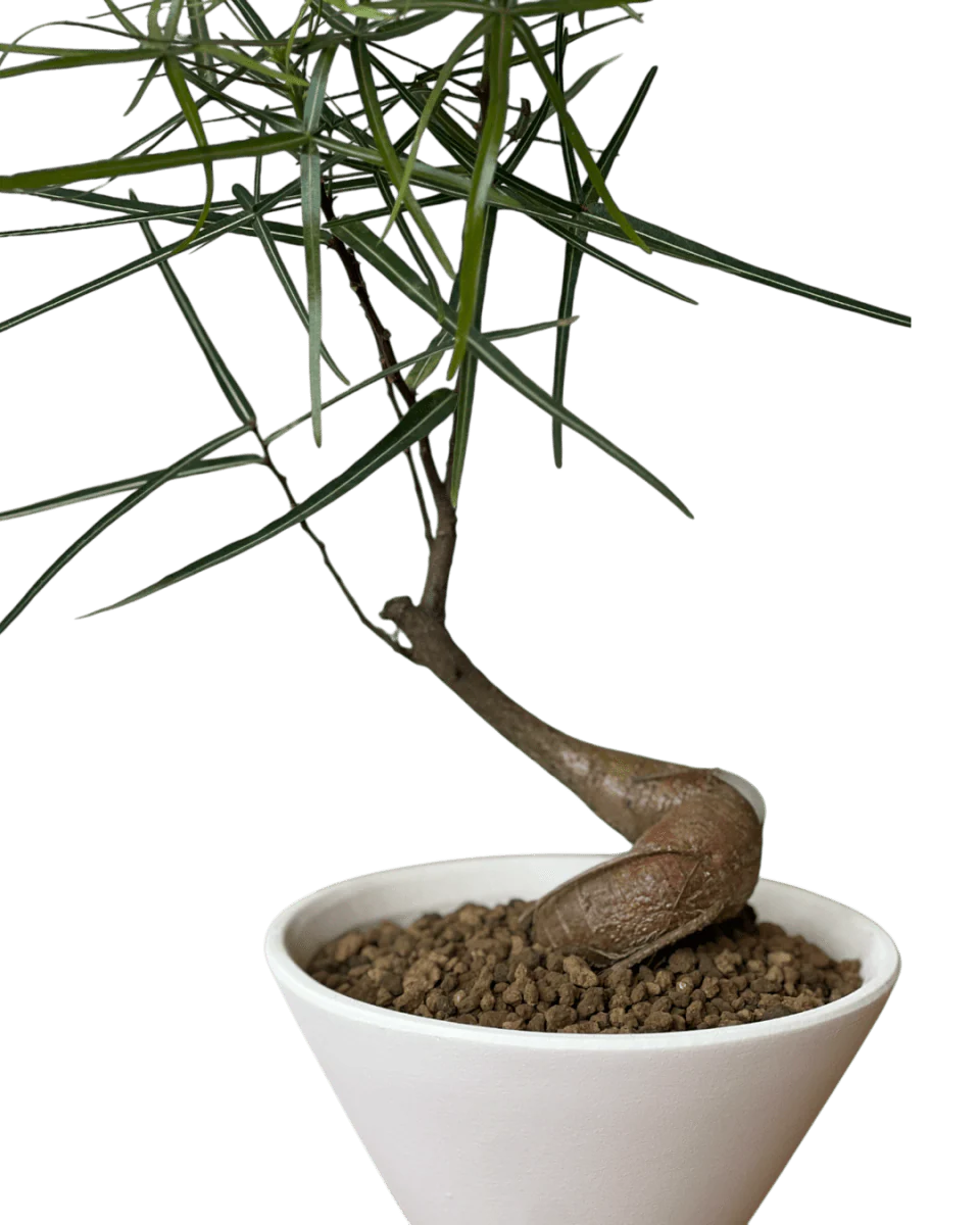 Bottle Tree Japanese Bonsai - Image 10