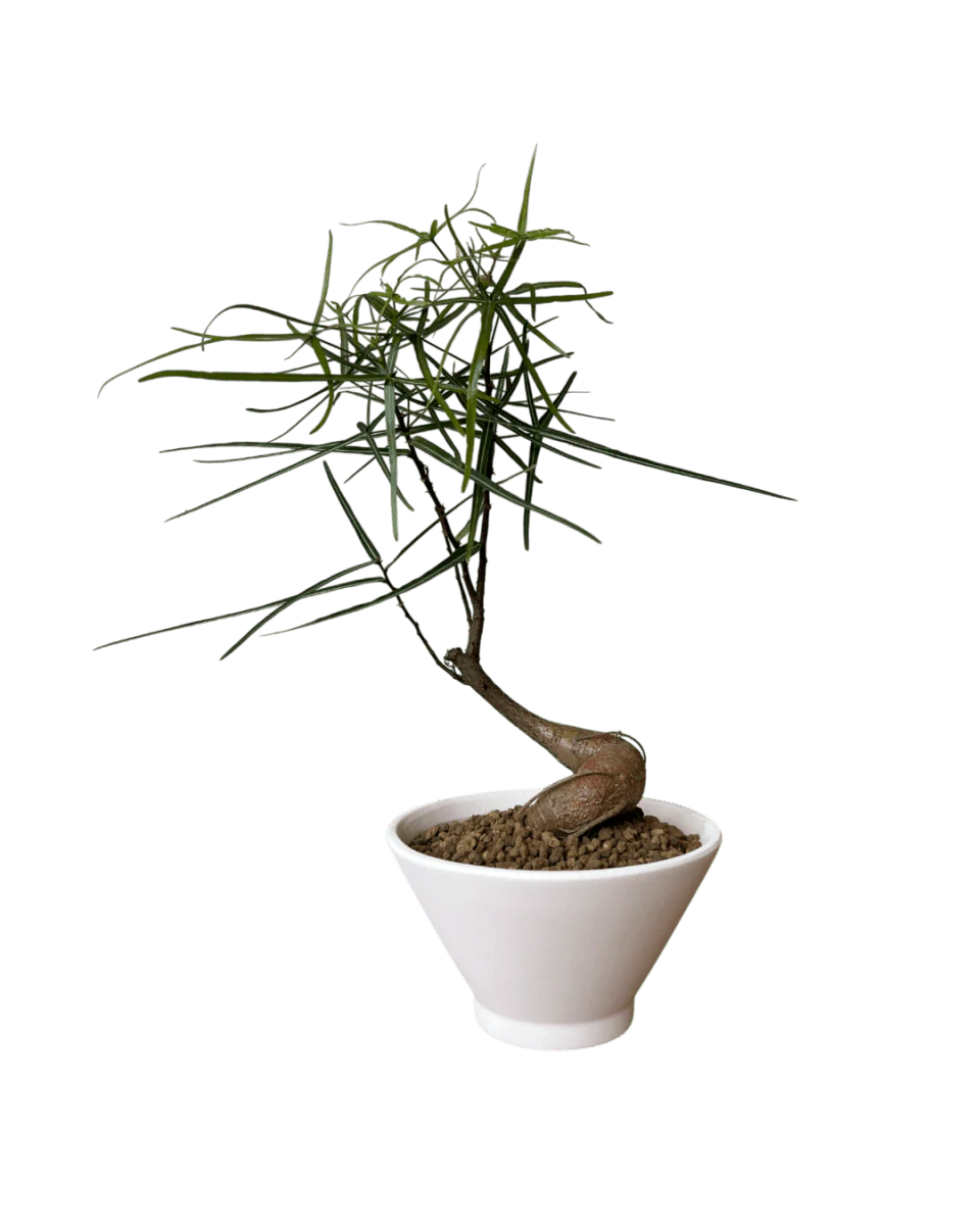 Bottle Tree Japanese Bonsai - Image 11