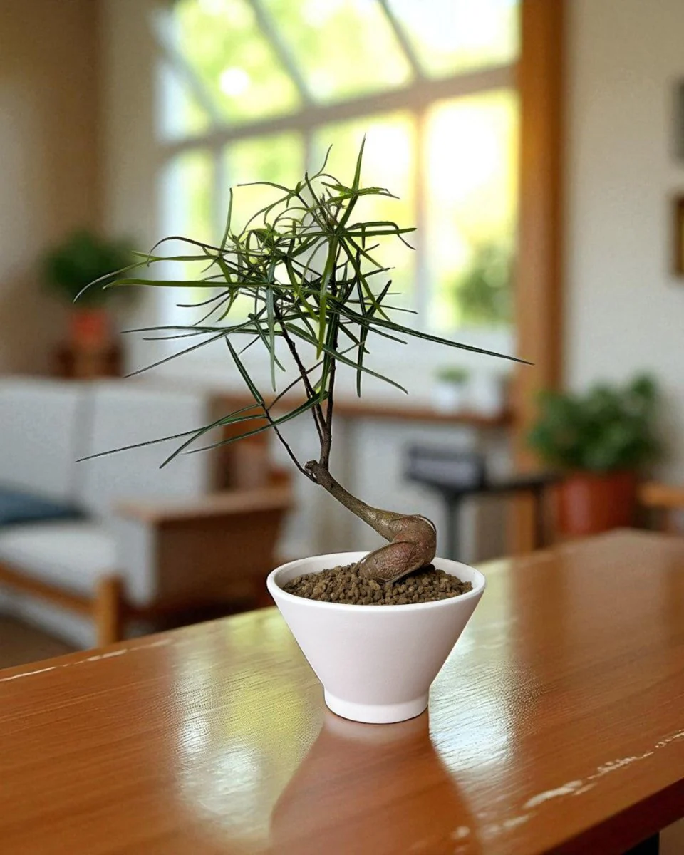 Bottle Tree Japanese Bonsai - Image 5