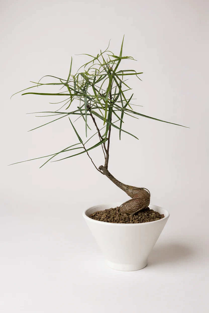 Bottle Tree Japanese Bonsai - Image 6