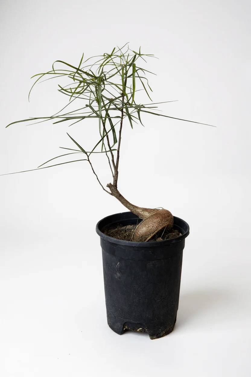 Bottle Tree Japanese Bonsai - Image 7