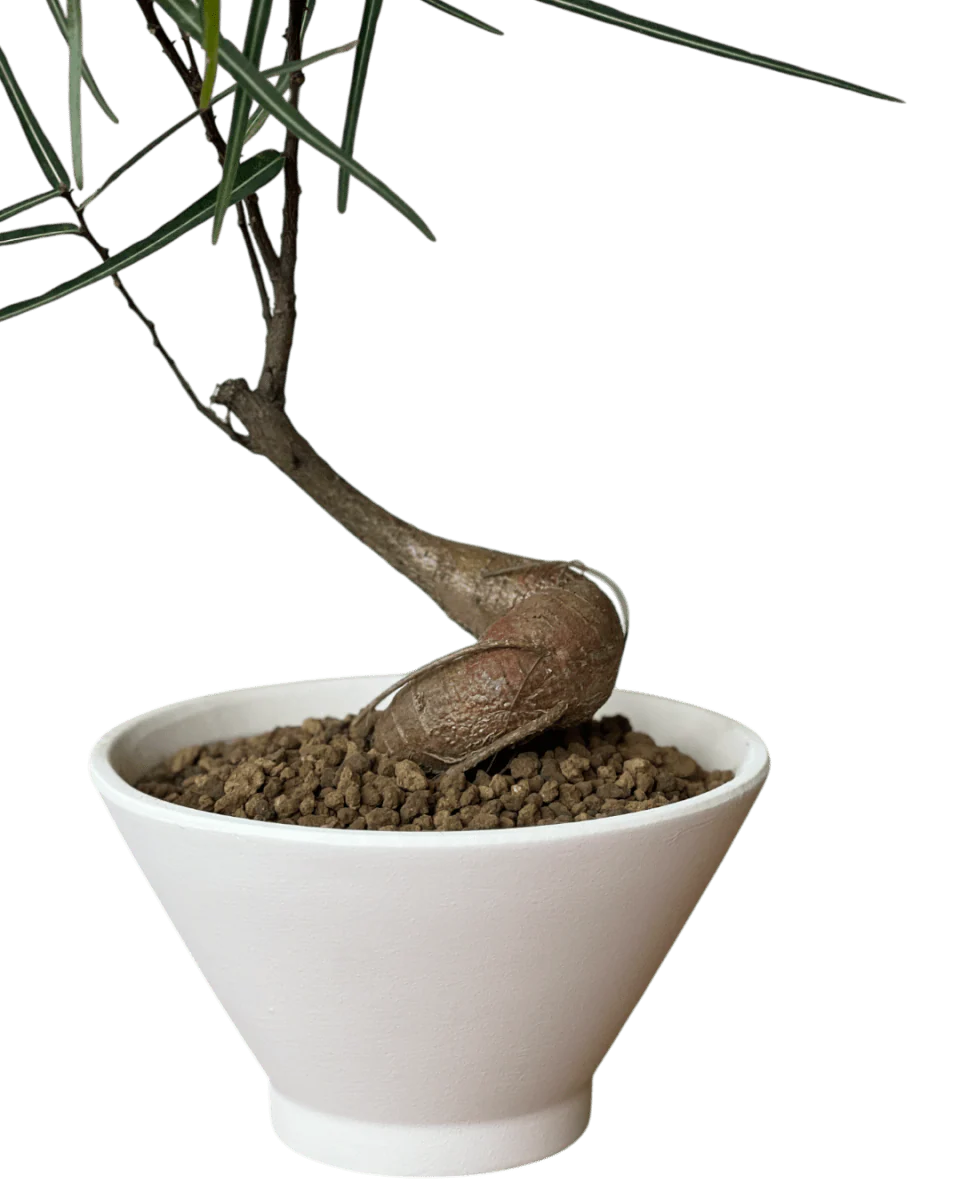 Bottle Tree Japanese Bonsai - Image 8