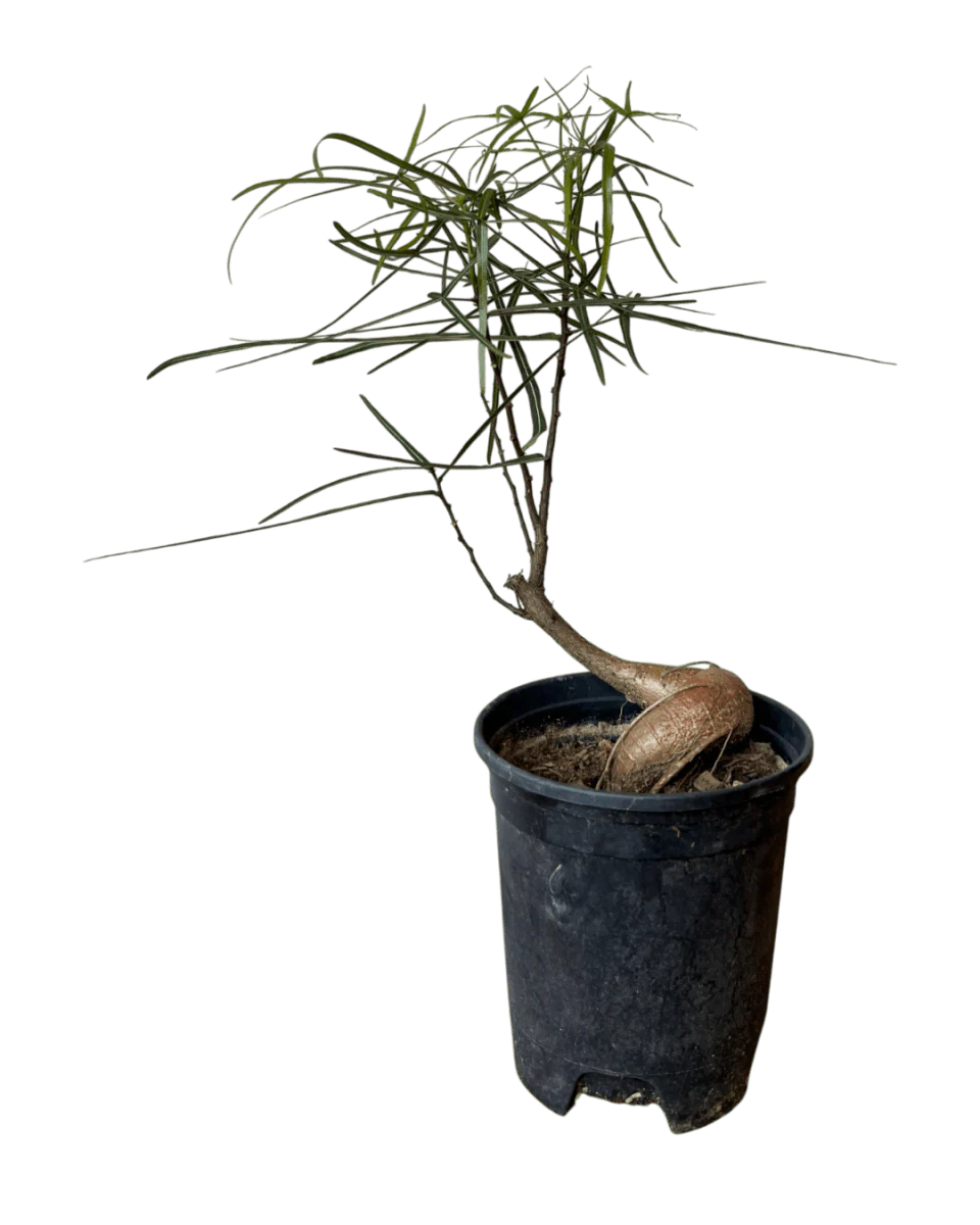 Bottle Tree Japanese Bonsai - Image 9