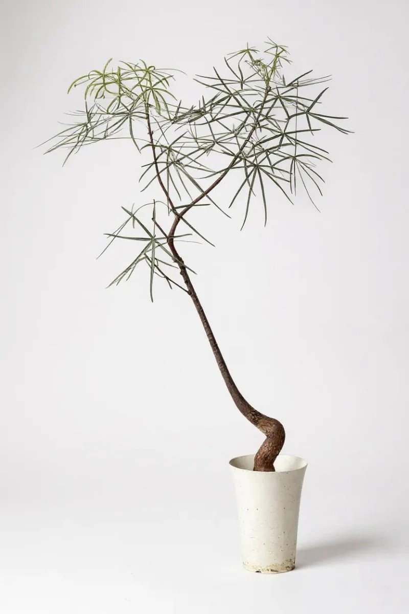 Bottle Tree Large (Brachychiton Rupestris) - Image 4