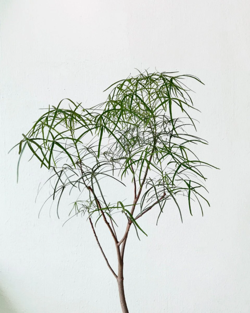 Bottle Tree Large (Brachychiton Rupestris) - Image 6