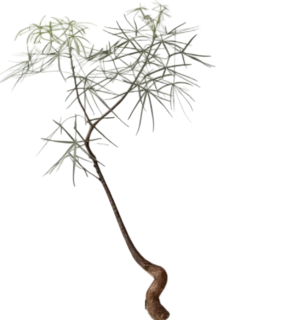 Bottle Tree Large (Brachychiton Rupestris) - Image 7