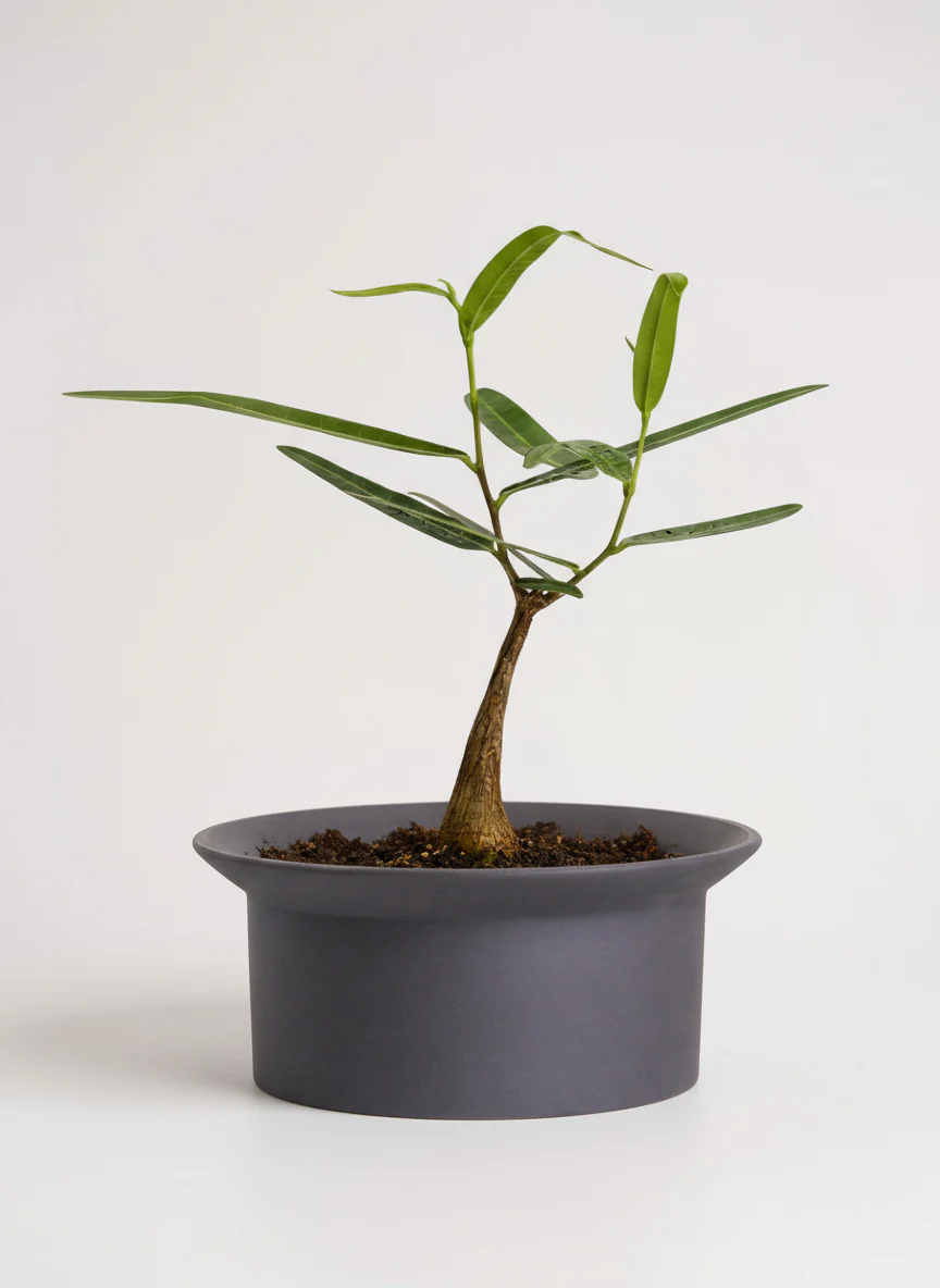 Bottle Tree Baby - Brachychiton Rupestris (Japan) - Image 5