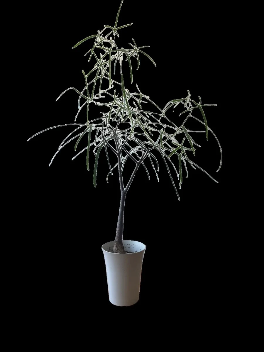 Bottle Tree Short (Brachychiton Rupestris) - Image 10