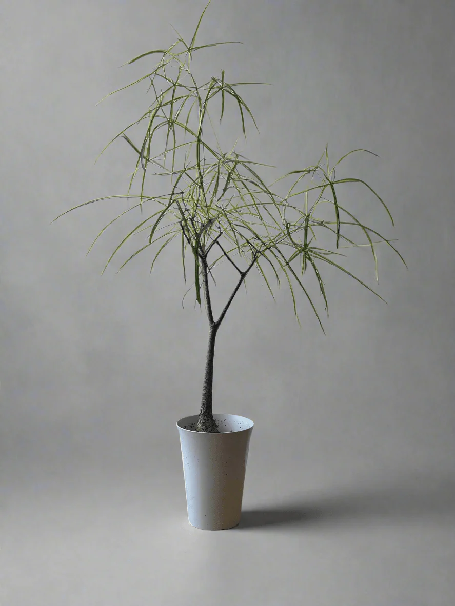 Bottle Tree Short (Brachychiton Rupestris) - Image 12