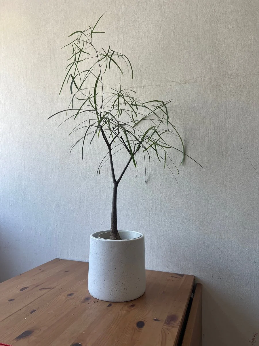 Bottle Tree Short (Brachychiton Rupestris) - Image 13