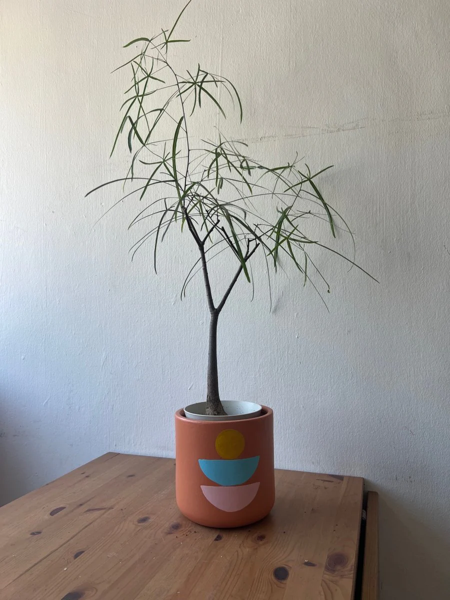 Bottle Tree Short (Brachychiton Rupestris) - Image 14
