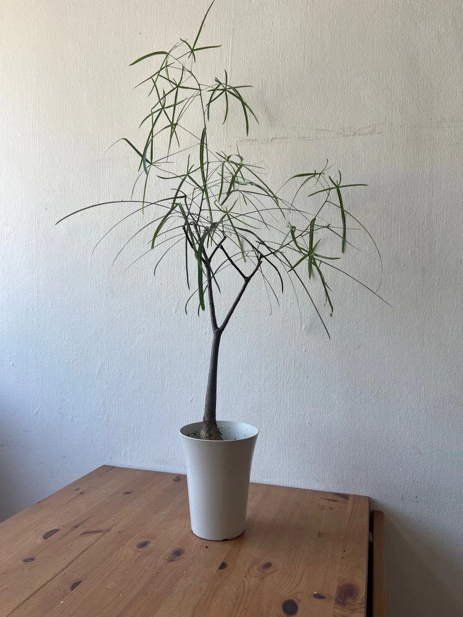 Bottle Tree Short (Brachychiton Rupestris) - Image 15