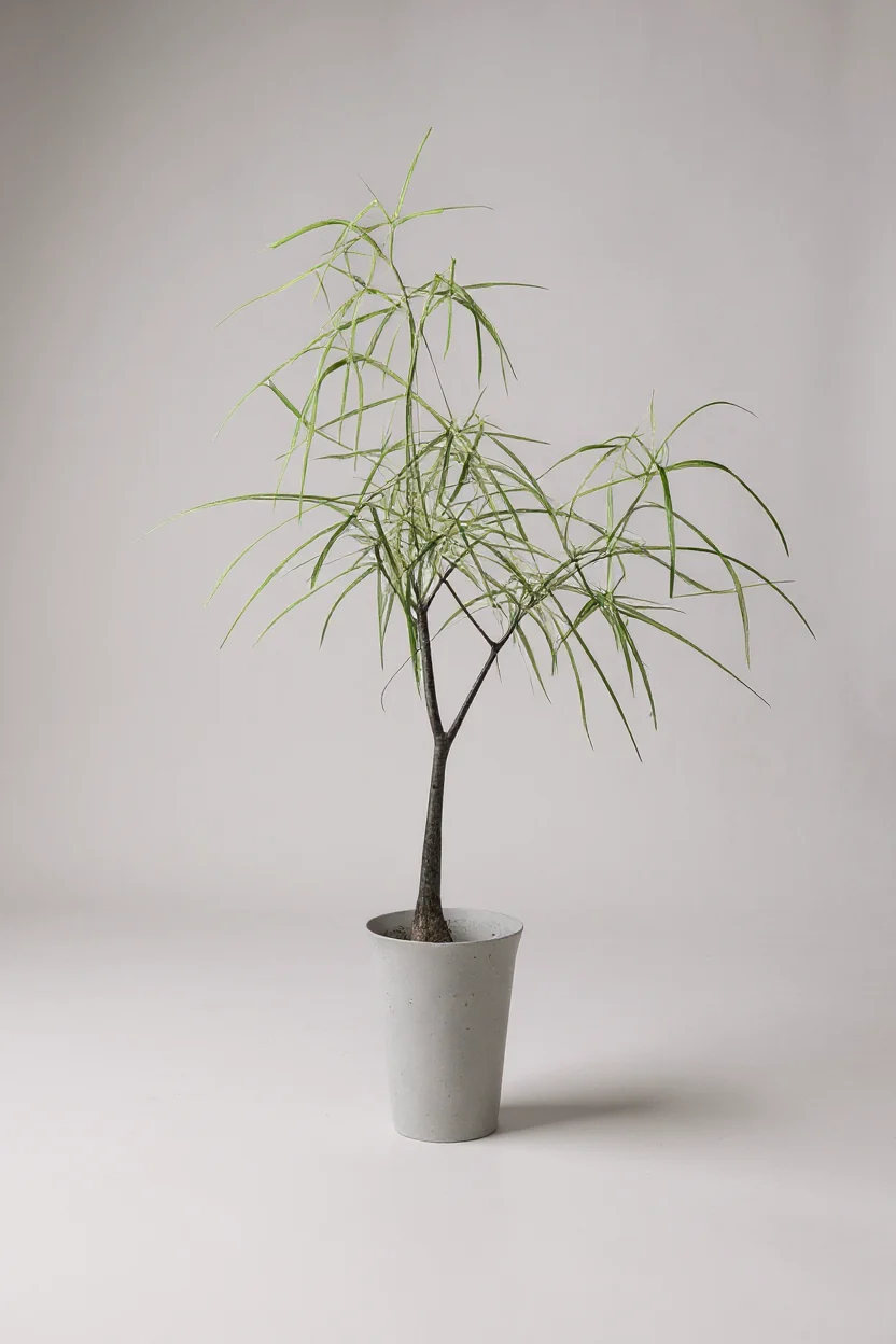 Bottle Tree Short (Brachychiton Rupestris) - Image 5