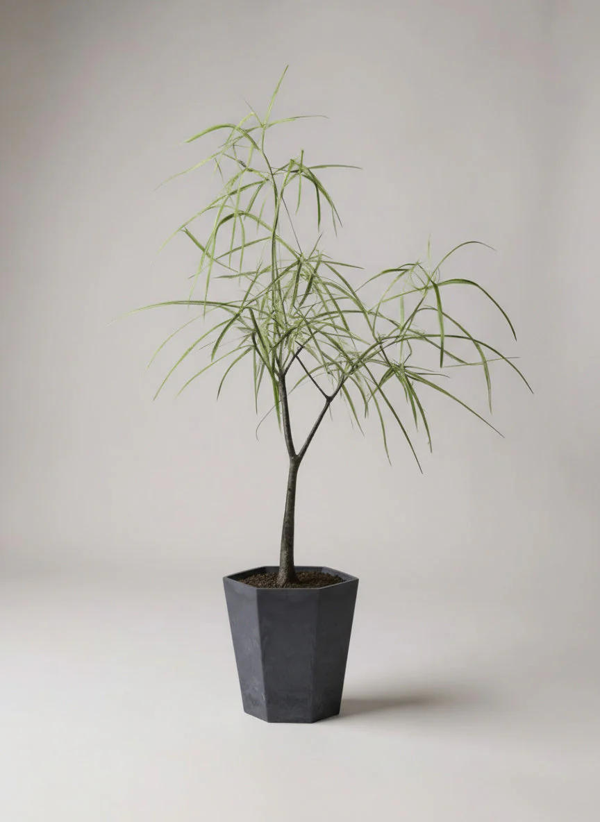 Bottle Tree Short (Brachychiton Rupestris) - Image 6