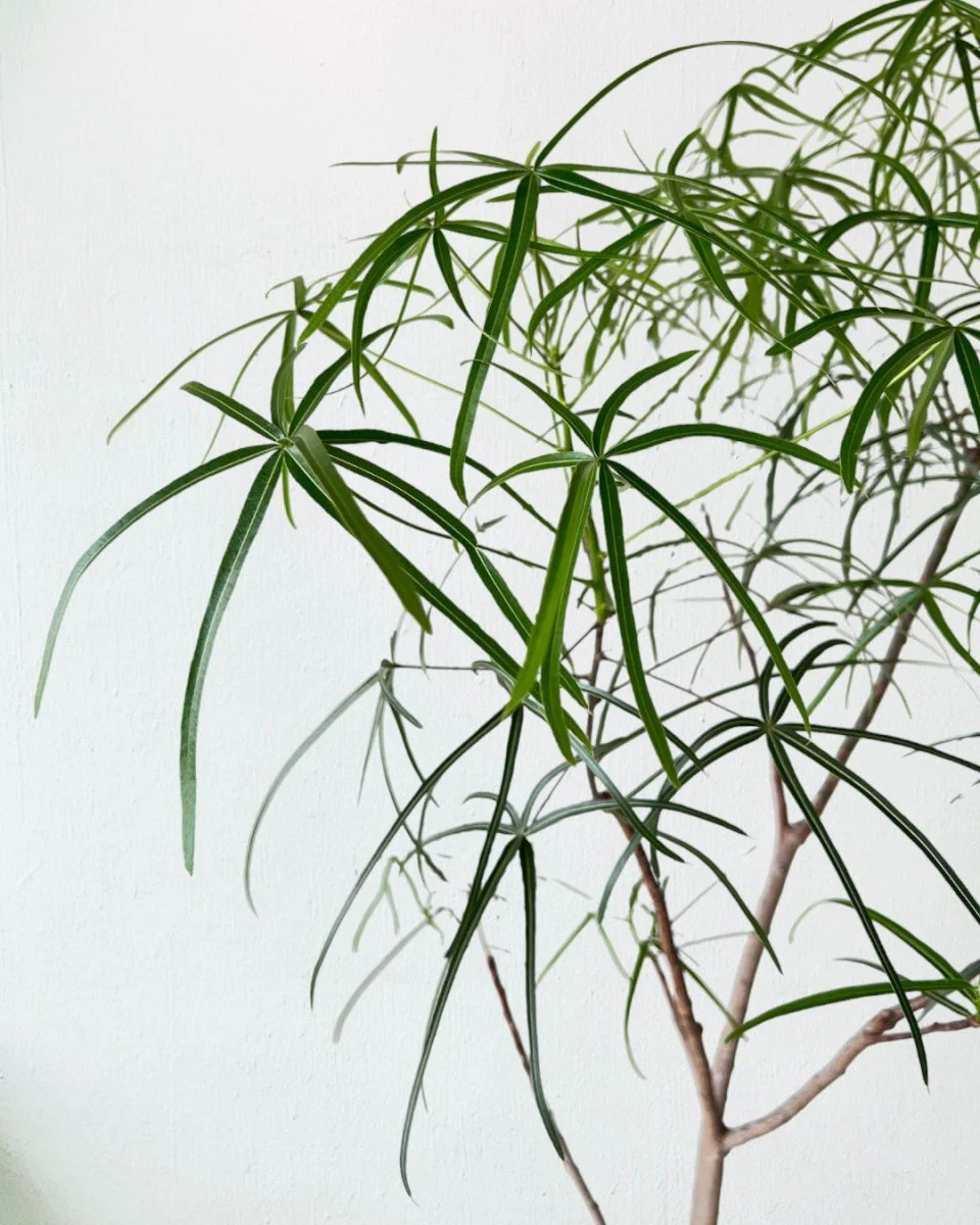 Bottle Tree Short (Brachychiton Rupestris) - Image 7