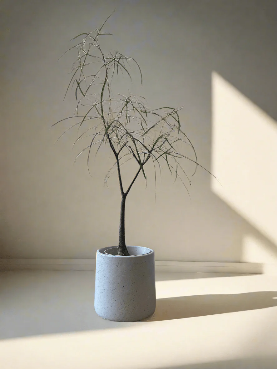 Bottle Tree Short (Brachychiton Rupestris) - Image 9