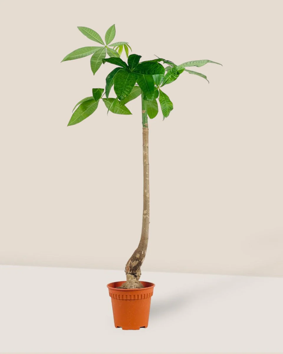 Money Tree Bottle-Trunk - Image 10