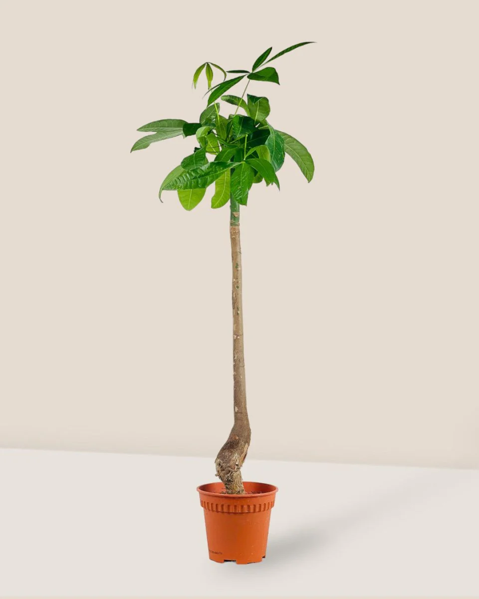 Money Tree Bottle-Trunk - Image 11