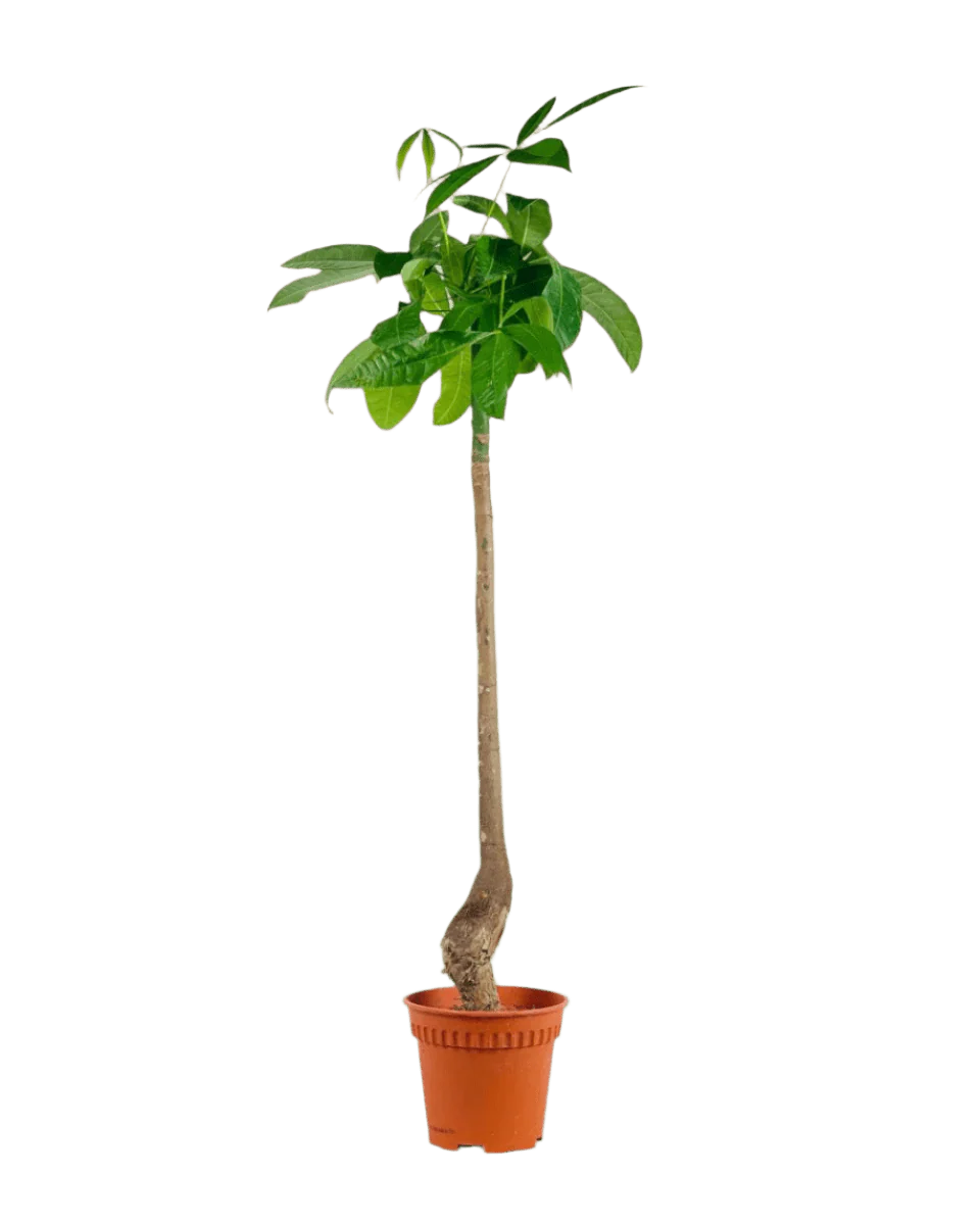 Money Tree Bottle-Trunk - Image 12
