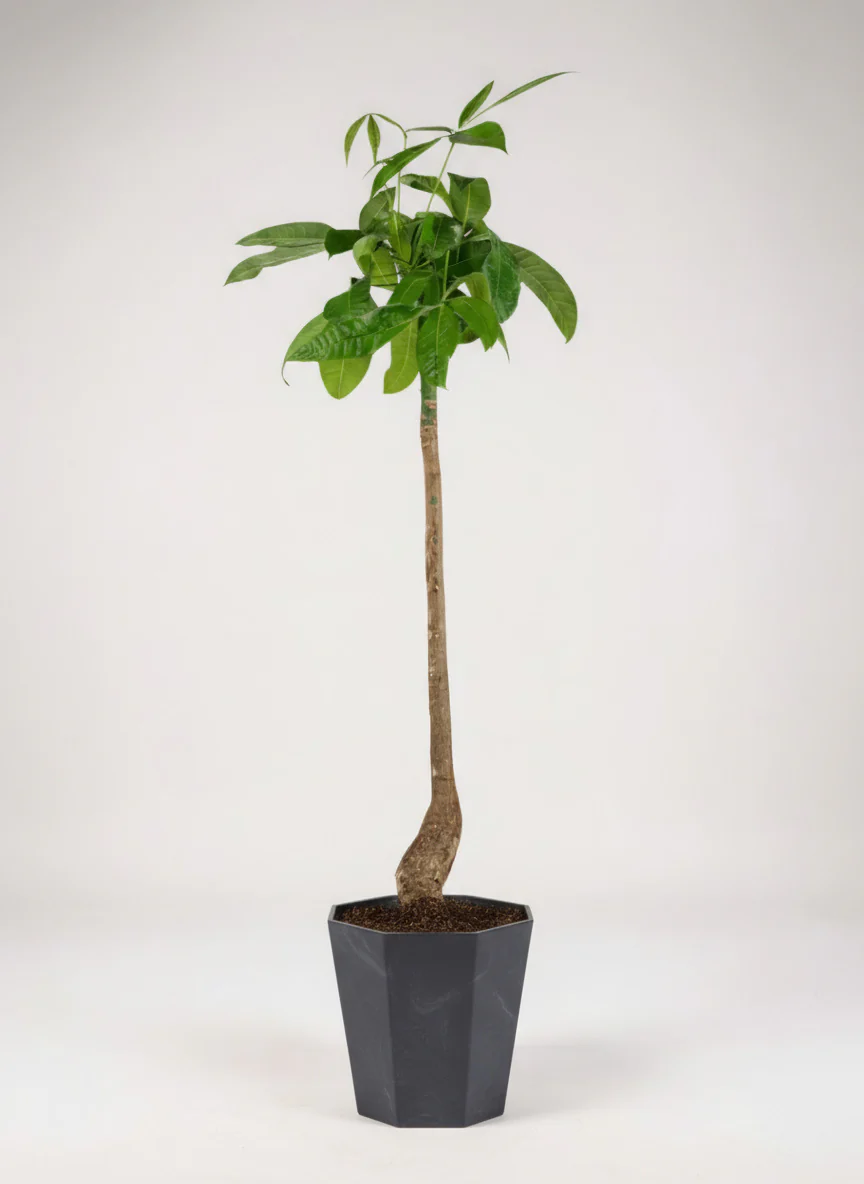 Money Tree Bottle-Trunk - Image 6