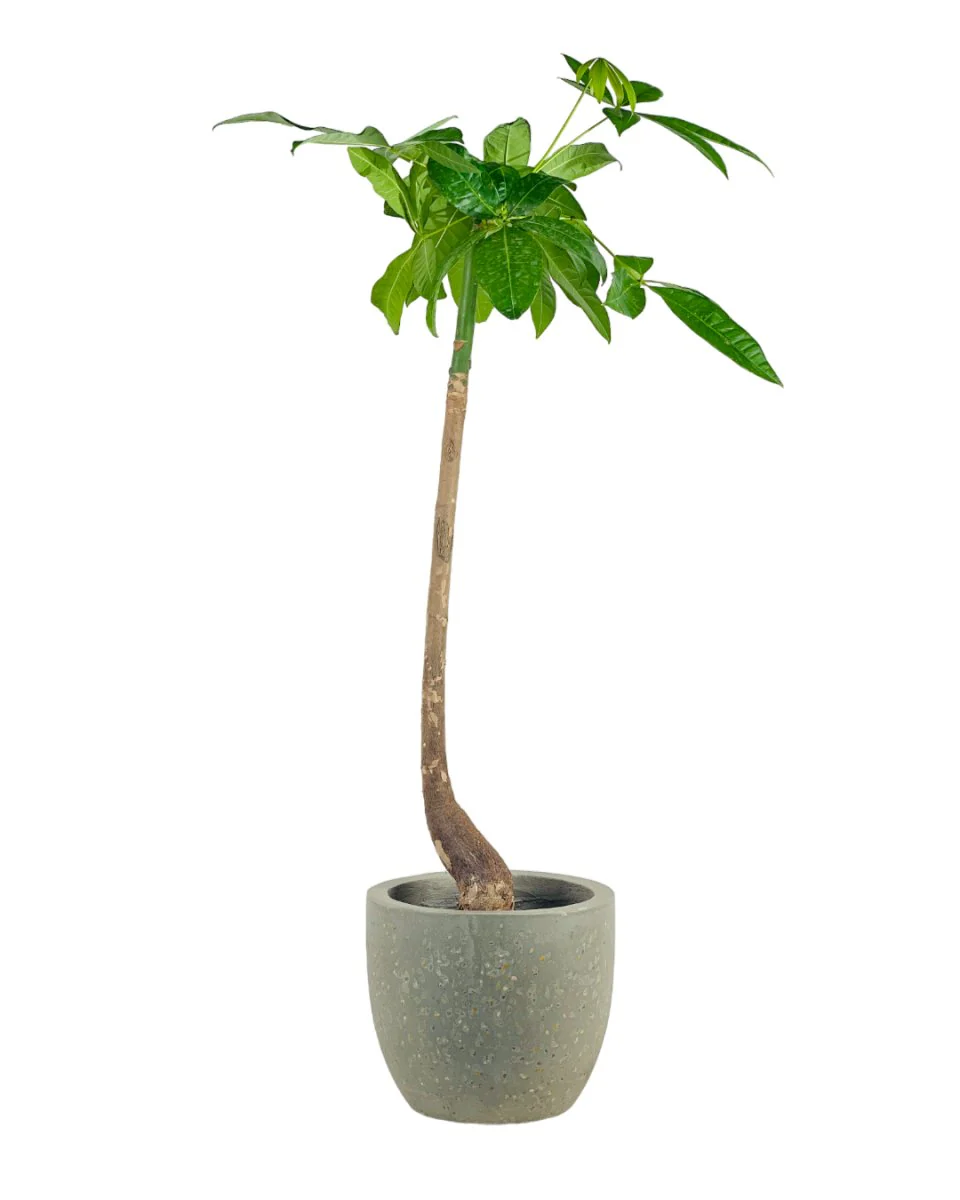 Money Tree Bottle-Trunk - Image 8