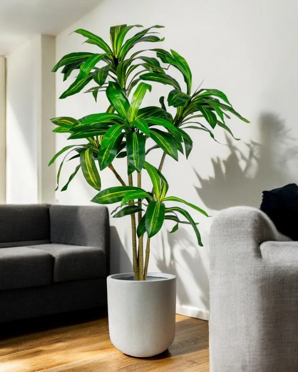 Brazil Iron Tree (Life-life Artificial)