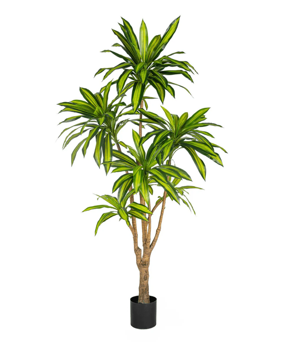 Brazil Iron Tree (Life-life Artificial) - Image 4