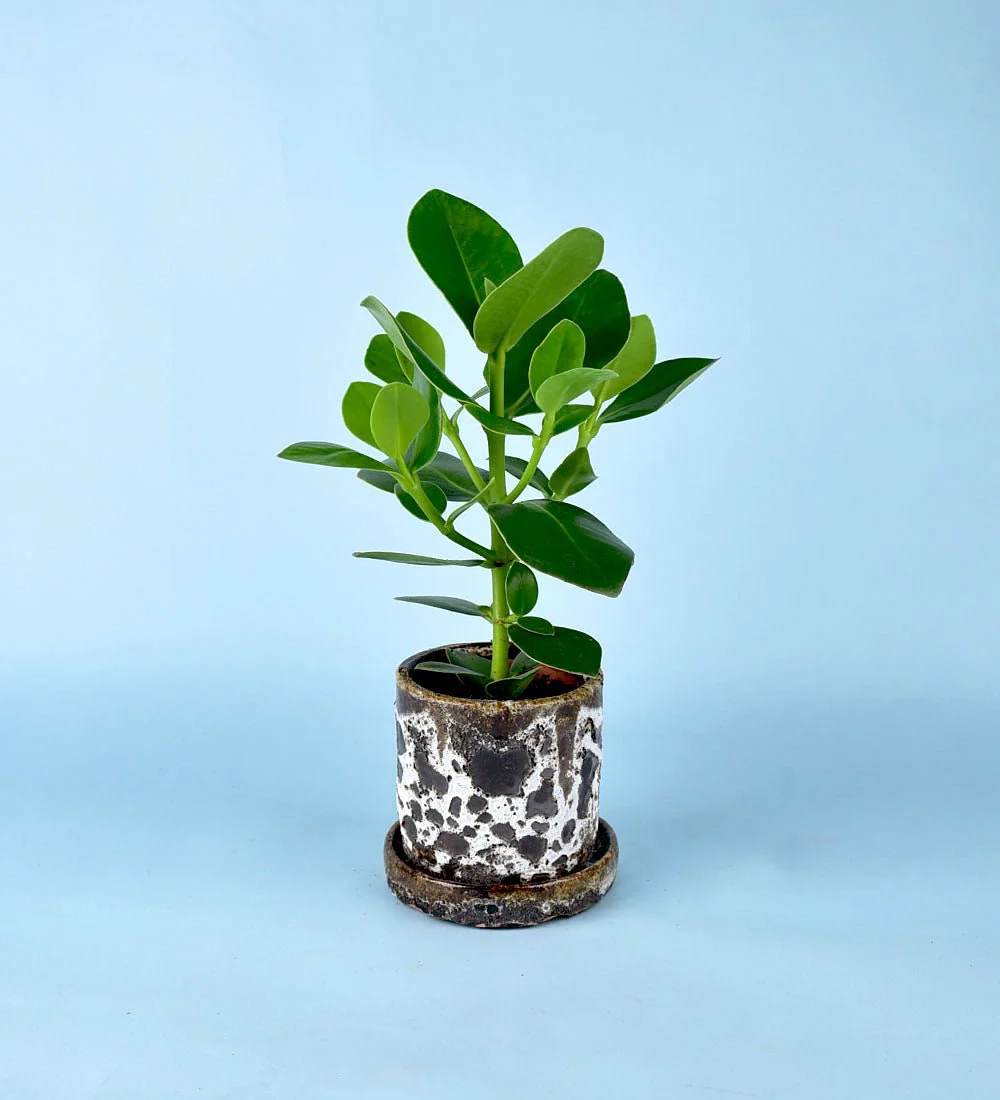 Brown Moon Pot - Large - Image 7