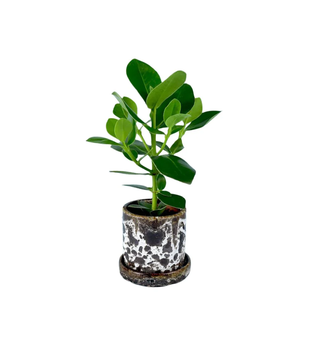 Brown Moon Pot in Cylinder - Image 2