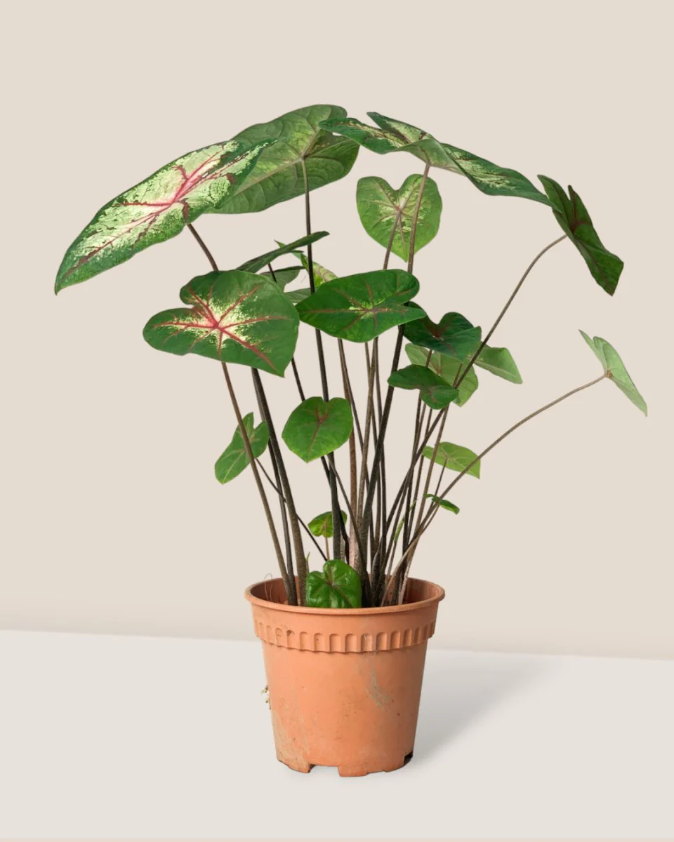 Caladium Cherry Blossom - Image 5