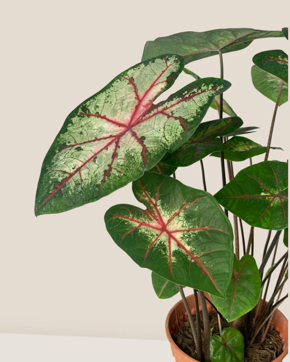 Caladium Cherry Blossom - Image 6