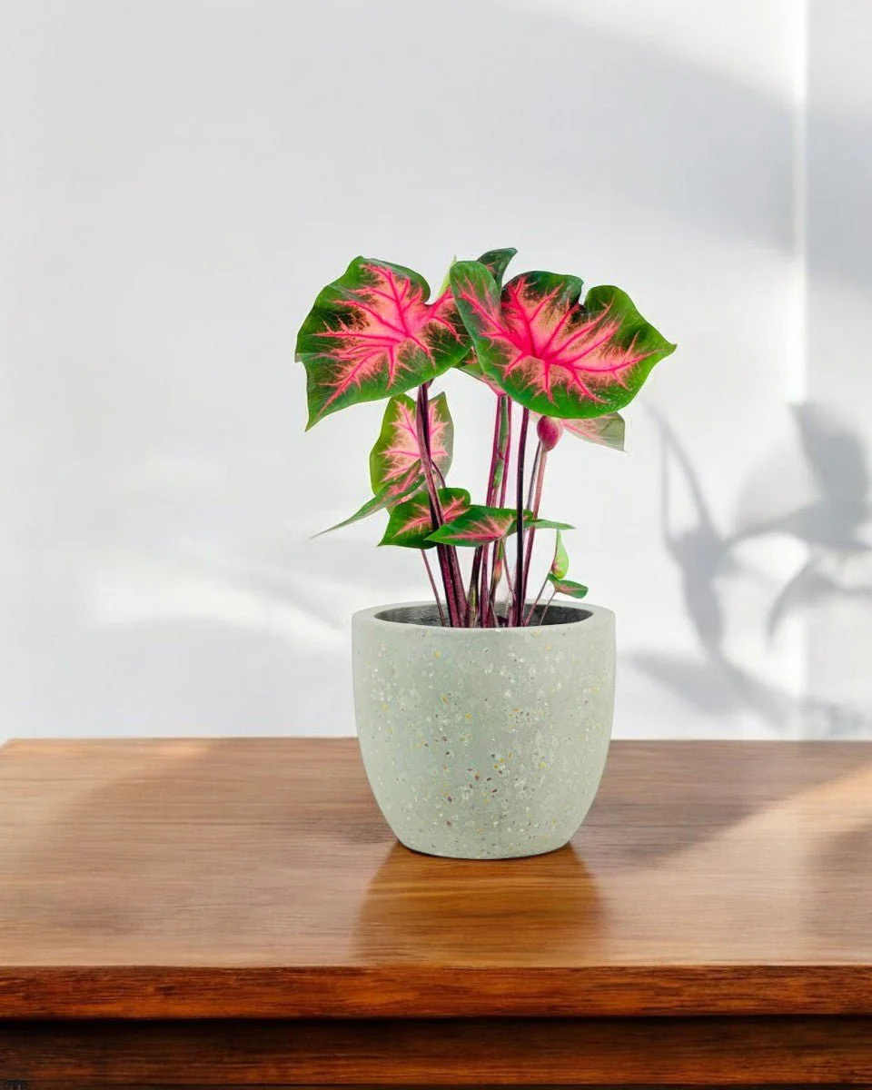 Caladium Fancy Red Flash - Image 2