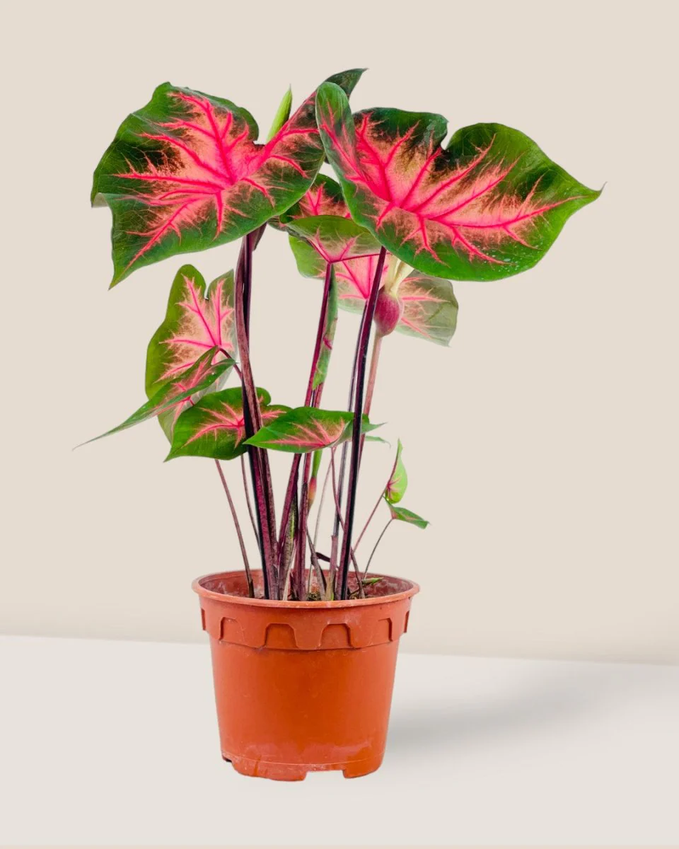 Caladium Fancy Red Flash - Image 3