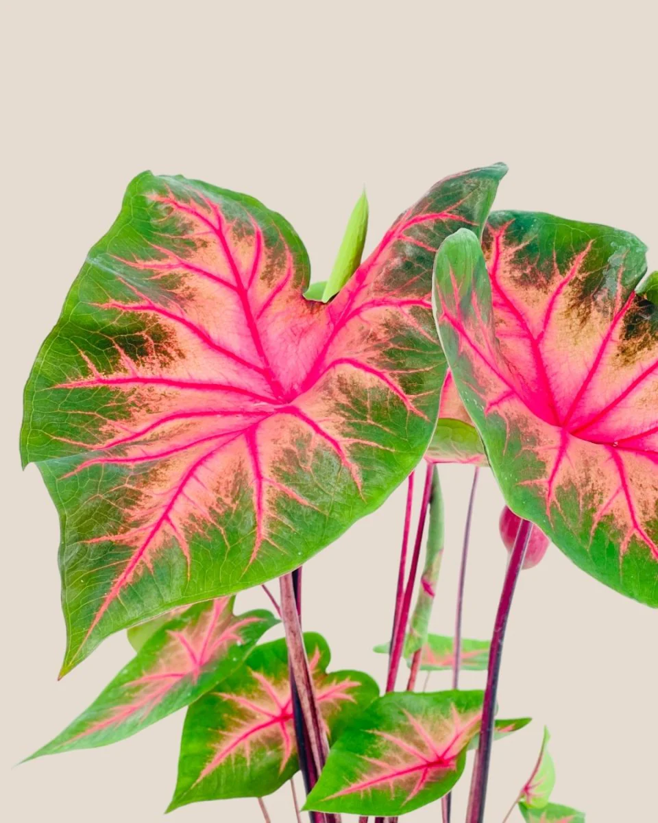 Caladium Fancy Red Flash - Image 4