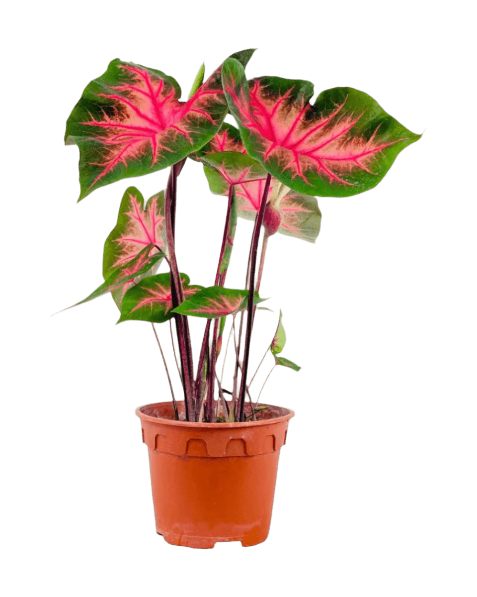 Caladium Fancy Red Flash - Image 5