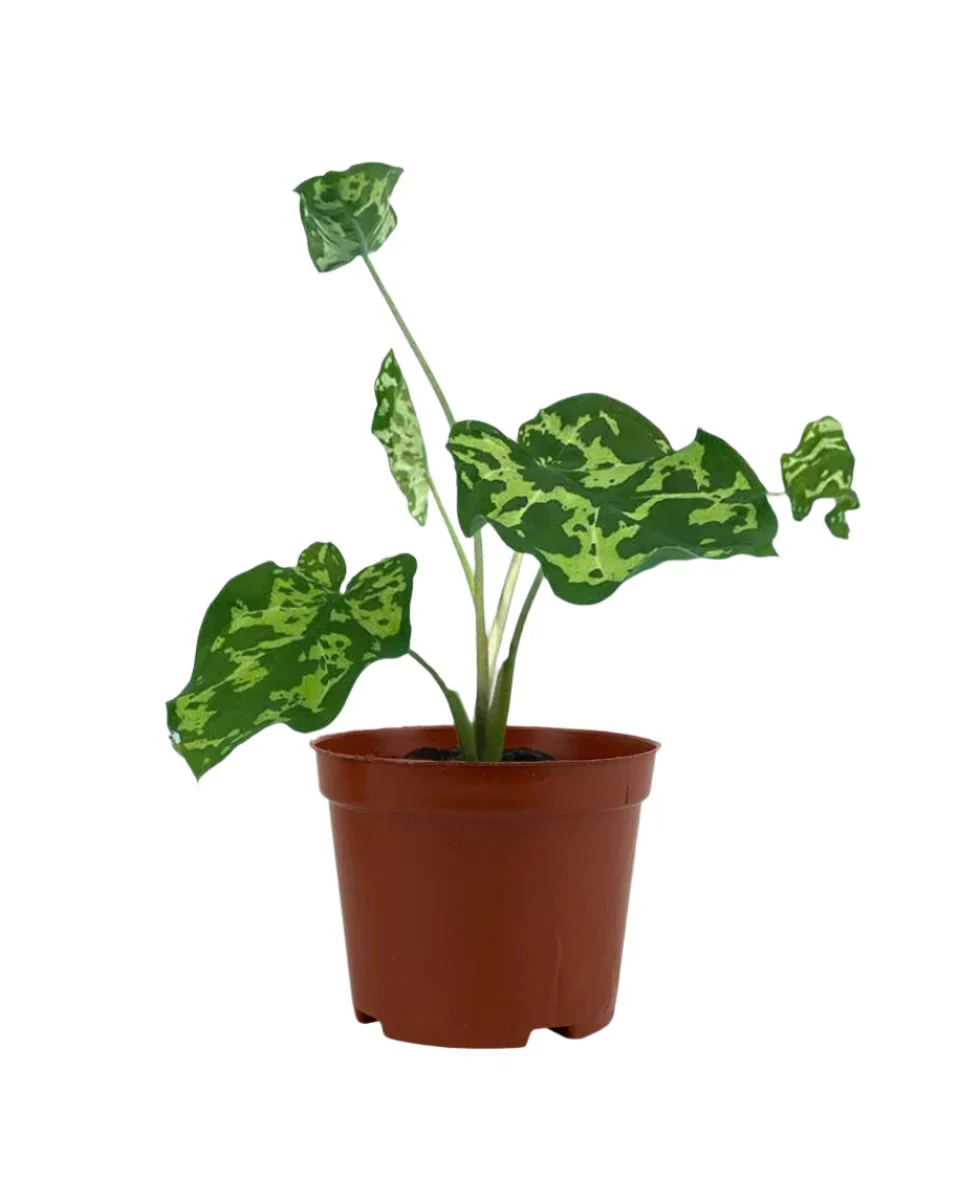 Caladium Hilo Beauty - Image 10