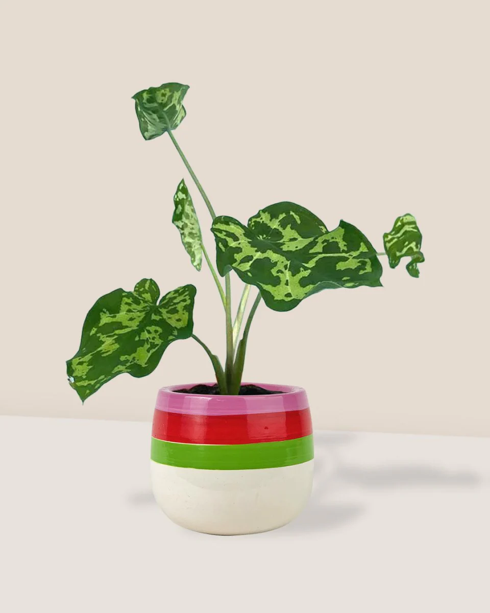 Caladium Hilo Beauty - Image 3