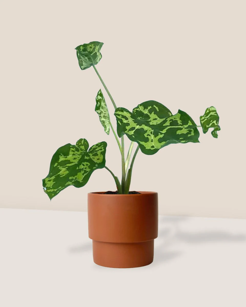 Caladium Hilo Beauty - Image 4