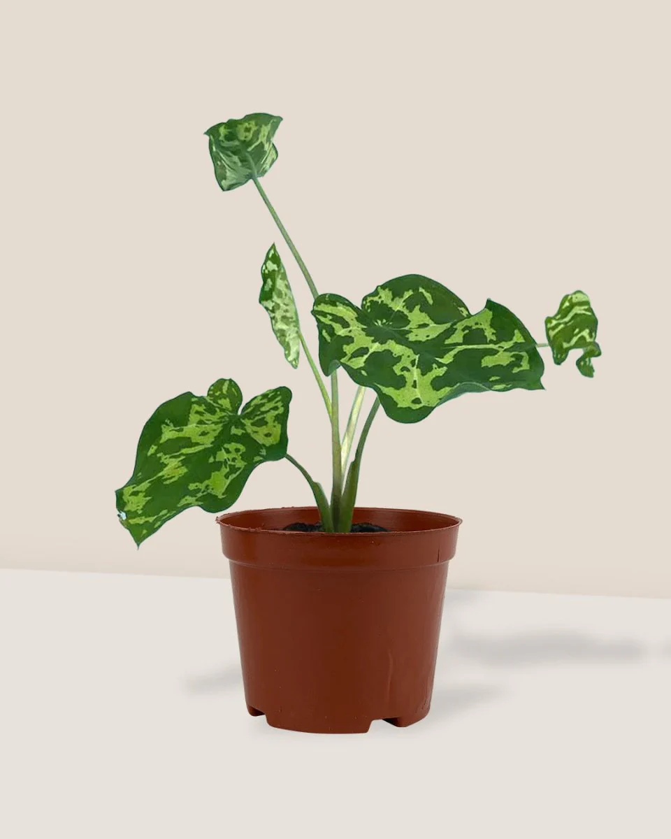 Caladium Hilo Beauty - Image 5