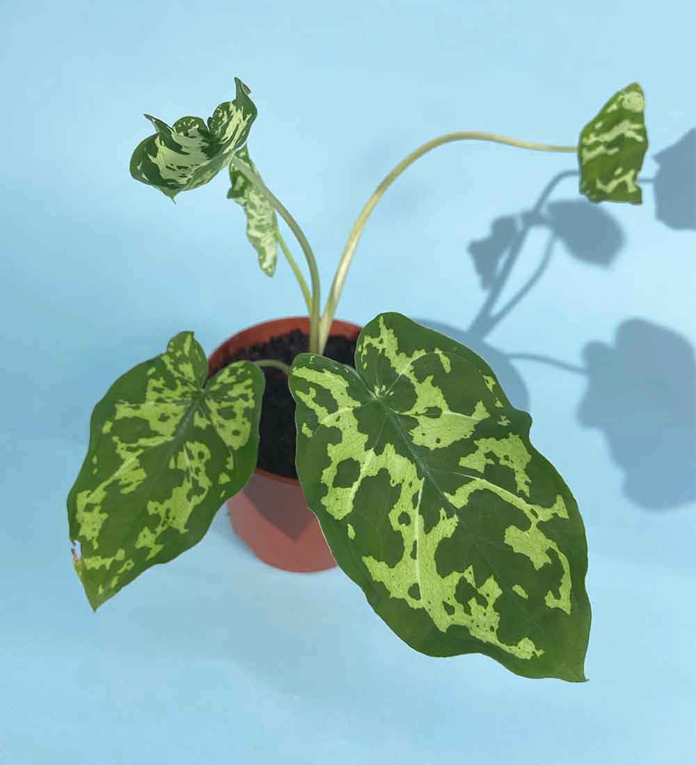 Caladium Hilo Beauty - Image 6