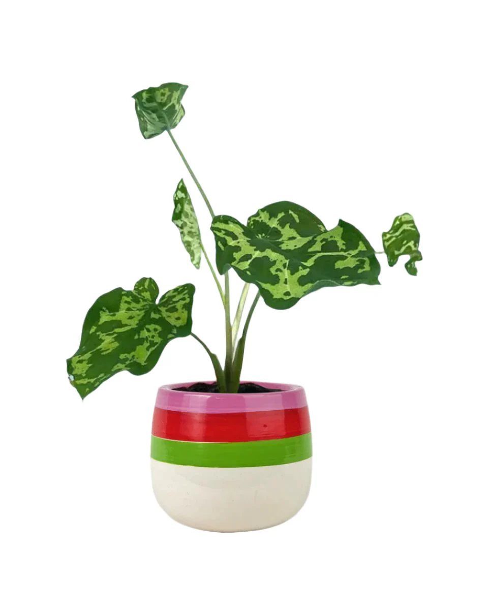 Caladium Hilo Beauty - Image 8