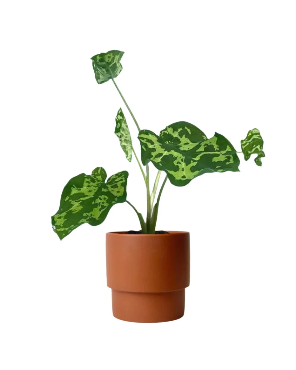 Caladium Hilo Beauty - Image 9