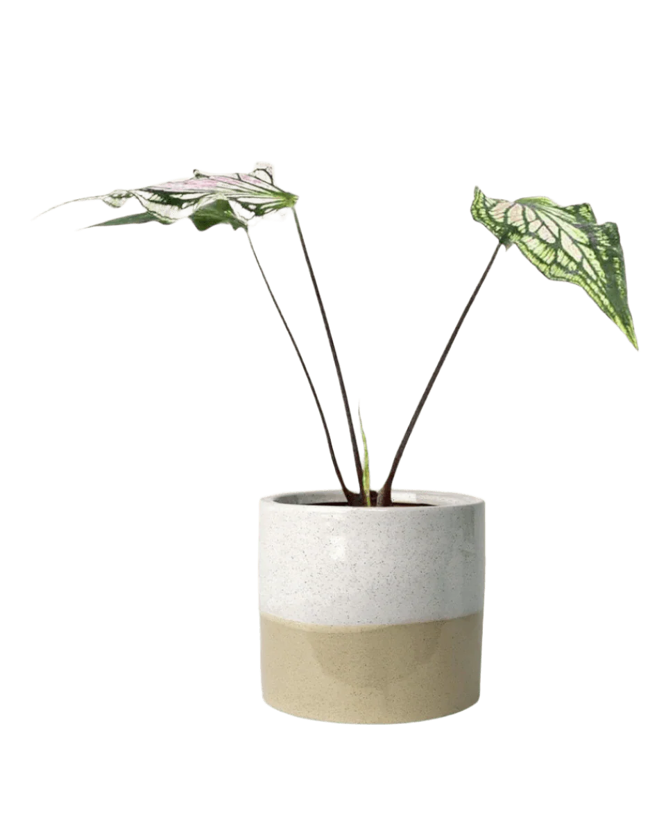 Caladium ‘Thai Beauty’ - Image 10